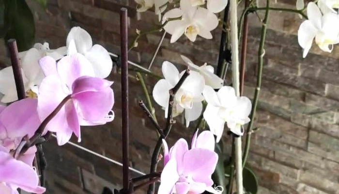 Les Serres Dangresse   Jardinerie Jardinerie - Angresse