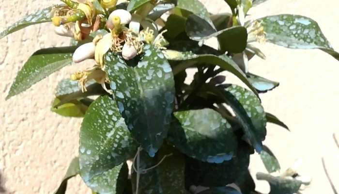 Les Serres Dangresse   Jardinerie Ou - Angresse