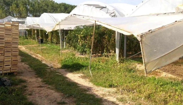 Les Serres Des Anglois -  Ferme Bio - Angoulins