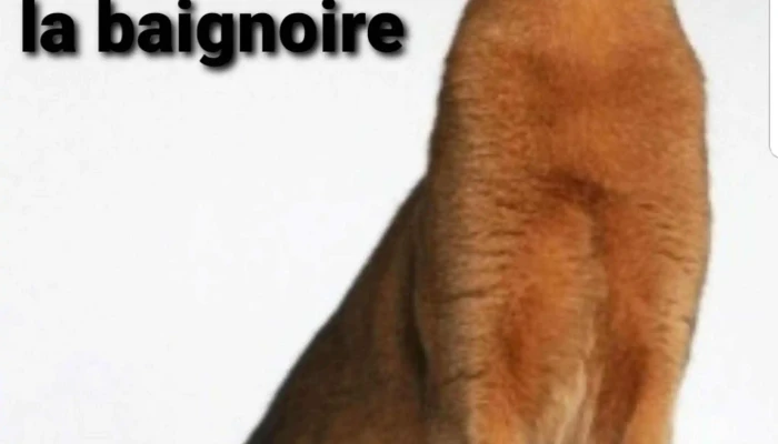 Librairie La Baignoire Darchimede Comment Arriver - Brive-la-gaillarde