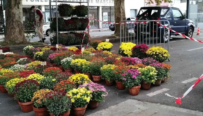 Magasin De Fleurs Pensees Fleurs Jardin - Bruges