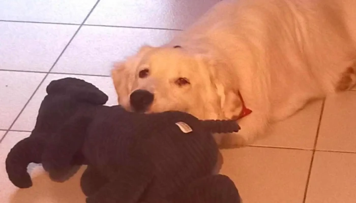 Maxi Zoo Angoulins -  Chien - Angoulins