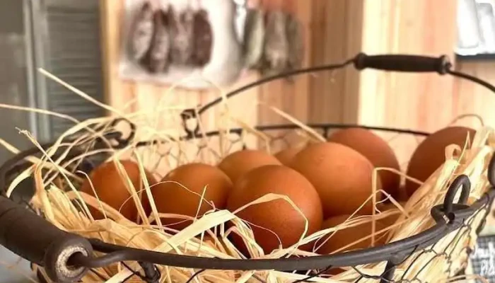Papa Poule Ares - Arès