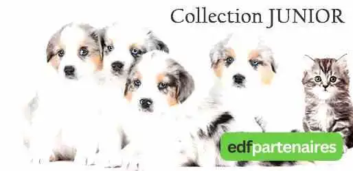 Pet Beauty Store -  Chat - Angliers