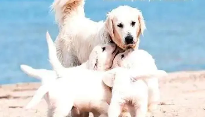 Pet Beauty Store -  Tout - Angliers