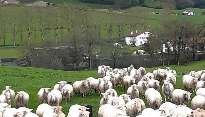 Vente fromage Ossau Iraty à la ferme Irigoinia Larramendy à Hasparren - 64240 Hasparren