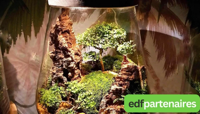 Verre Prairie Terrariums Vegetaux Lumineux - Artigues-Près-Bordeaux