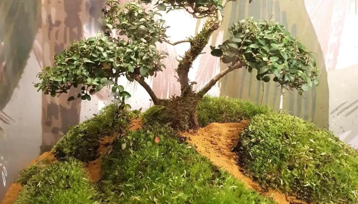 Verre Prairie Terrariums Vegetaux Lumineux -  Jardin - Artigues-près-bordeaux