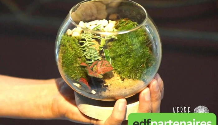 Verre Prairie Terrariums Vegetaux Lumineux -  Photos Du Proprietaire - Artigues-près-bordeaux