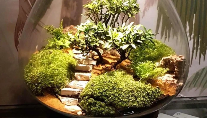 Verre Prairie Terrariums Vegetaux Lumineux -  Tout - Artigues-près-bordeaux