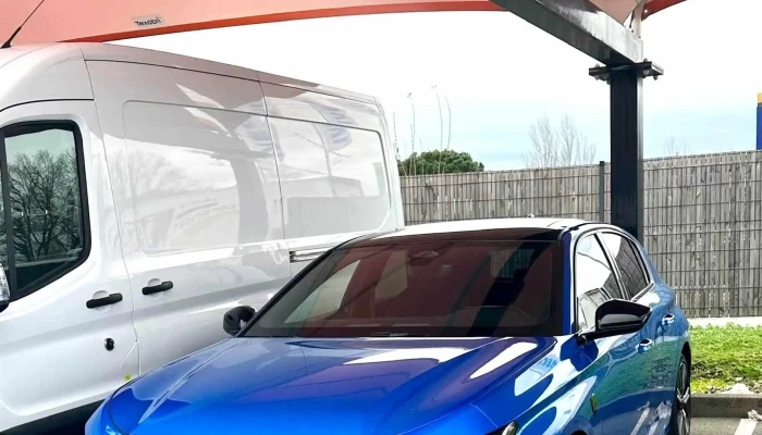Zanzicar Bordeaux -    Parot Videos - Bruges