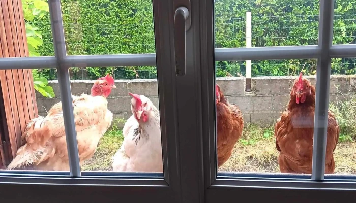 Zoomalia Chatellerault 86 Animalerie Horaire - Châtellerault